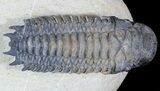 Crotalocephalina Trilobite - Foum Zguid, Morocco #45596-3